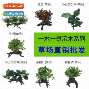 Fish Tank Aquascape Sunken Wood Real Aquatic Plants Decorati