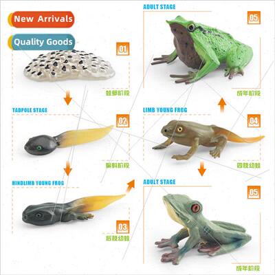 Frog growth cycle model children science education cognive D