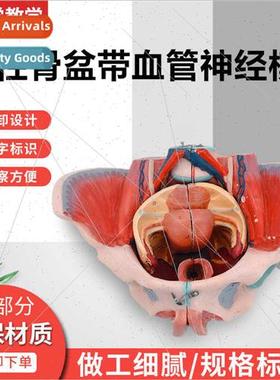 Female Pelvis wh Pelvic Floor Muscle Nerve Model Female Pelv