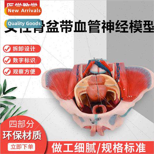 Female Pelvis wh Pelvic Floor Muscle Nerve Model Female Pelv
