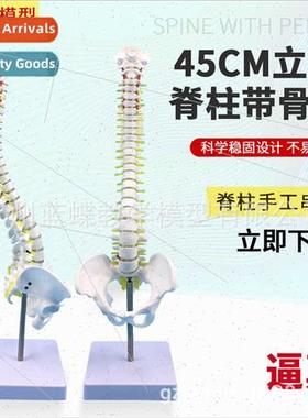 Vertical 45CM human spine wh pelvis model orthopedic manipul