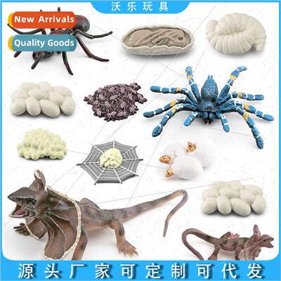 Ornaments toys insects animals growth cycle model ants bird