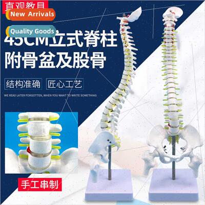 45CM human spine model human skeleton vertebrae intervertebr
