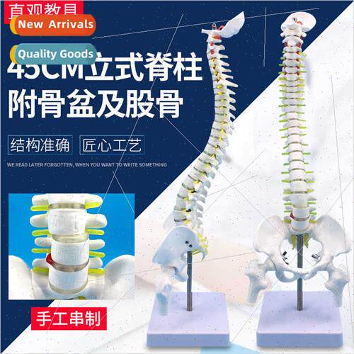 45CM human spine model human skeleton vertebrae intervertebr