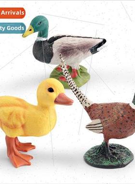 Poultry animal model children cognive duck duckling pheasant