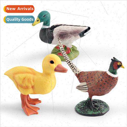 Poultry animal model children cognive duck duckling pheasant