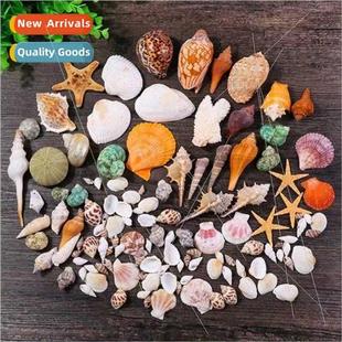 Starfish Conch Fish Tank Decoration Natural Aquascape Shell