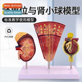 Kidney renal un Glomerular model Human kidney model Kidney m