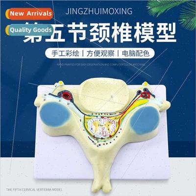 Enlarged cross-sectional model spinal cord Enlarged model fi