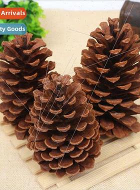 Large Christmas Christmas e photo props natural pine cones p