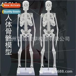 Spine Human 45CM Model Skeleton