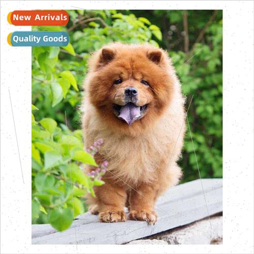 Cute Puppy Full Diamond Sticky Diamond Cross Stch Handmade A
