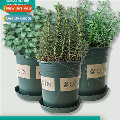 Peppermint  rosemary thyme sweet basil leaf potted plant