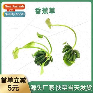 aquatic plants aquascape Fish grass eground banana knot tank