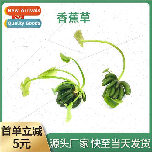 Fish tank eground aquatic plants aquascape banana grass knot