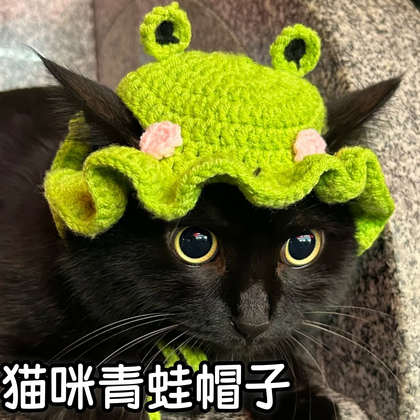 猫咪青蛙头套宠物帽子搞怪头装饰针织手工可爱秋冬变装渔夫帽拍照,宠物/宠物食品及用品,帽子,淘宝优惠券,粉丝福利购,淘宝优惠卷