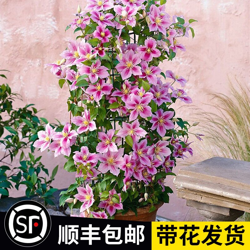 铁线莲爬藤植物庭院耐寒花卉乌托邦阳台户外四季攀援盆栽爬墙开花