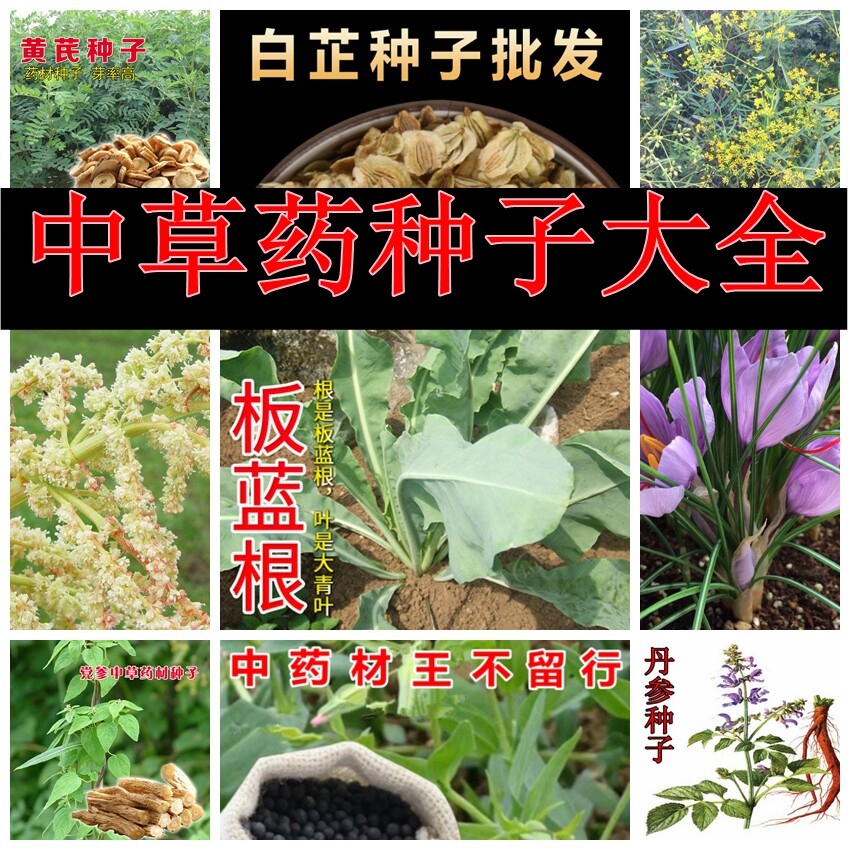 中药材板蓝根桔梗党参黄芩柴胡白术黄芪红花大黄丹参防风远志种子