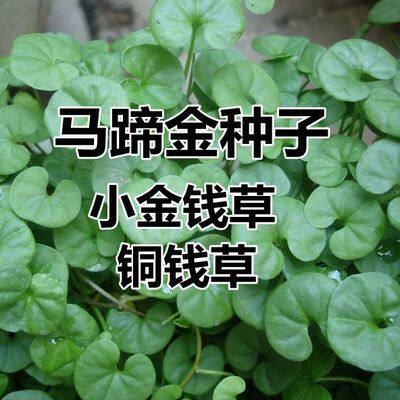 马蹄金金钱草种子水养水培花招财植物盆栽土培子大叶铜钱草种籽