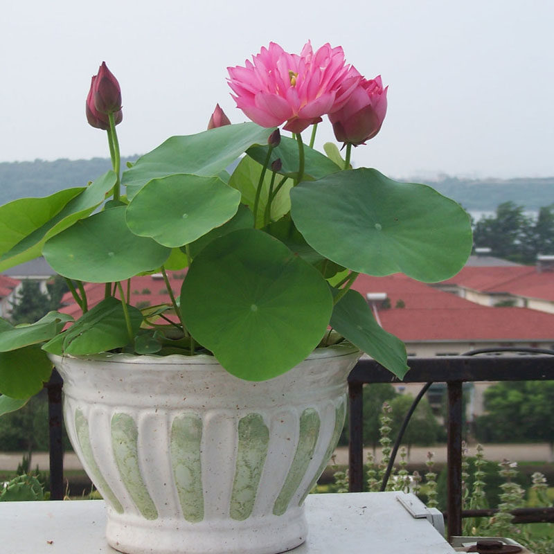 碗莲种子开口睡莲水培植物荷花海室内迷你盆栽碗莲花盆