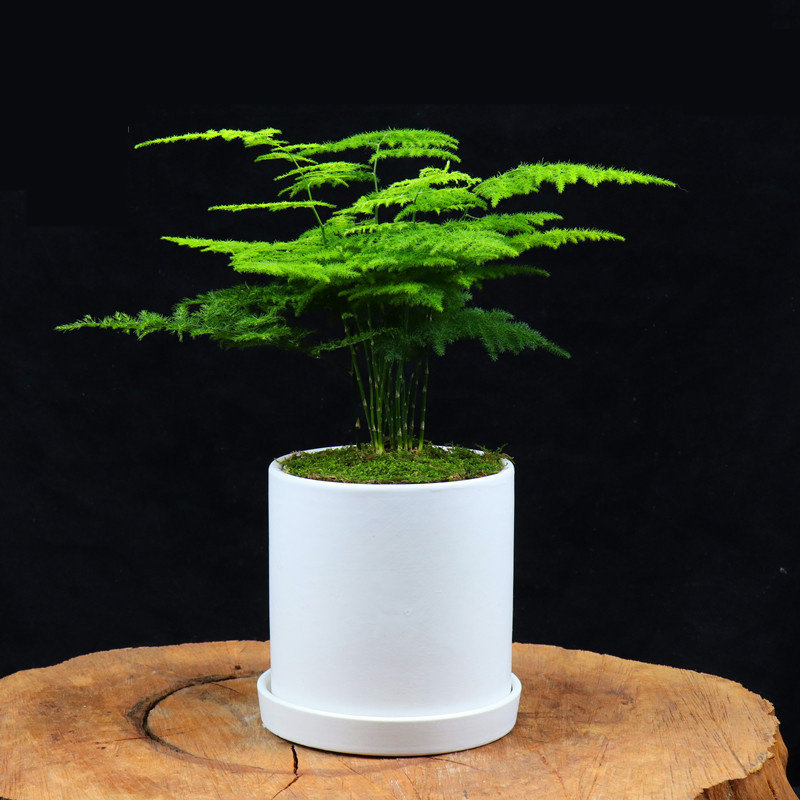 文竹种子 观叶植物 耐阴 喜暖 阳台室内外盆栽花卉种籽