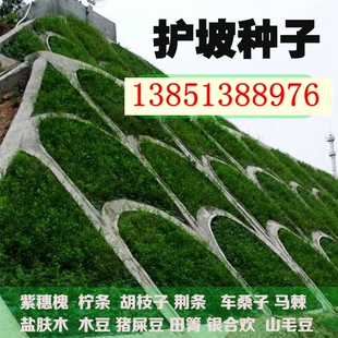 护坡灌木紫穗槐胡枝子小冠花山毛豆多花木兰银合欢刺槐猪屎豆种子