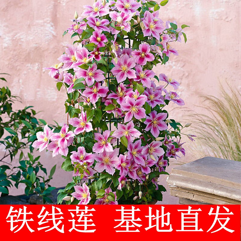 铁线莲种根铁线莲种苗盆栽花苗庭院爬藤攀四季播种