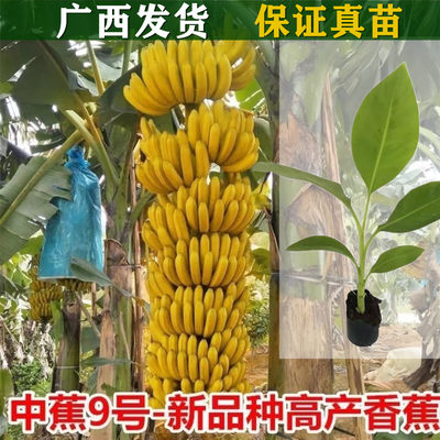 香蕉苗树苗矮化苗粉蕉当年结果