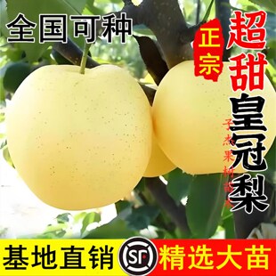 皇冠梨树果苗南北方庭院地栽特大果树苗阳台盆栽嫁接活苗当年结果