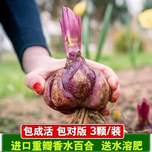 开花浓香花卉盆栽 22年新球现货进口重瓣香水百合花种球带牙子四季