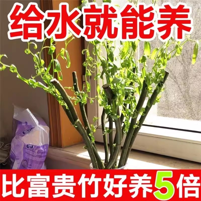 龙柳鲜枝水养懒人水落培物植四花瓶室内客厅地桌摆装饰季绿植绿萝