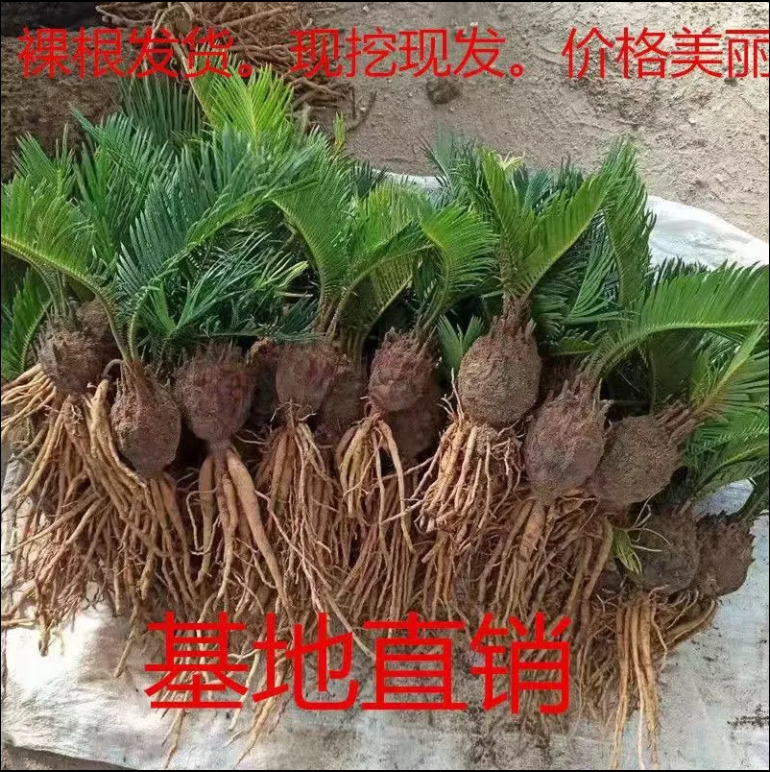 小叶铁树品种图片