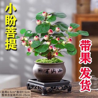 小盼菩提树盆栽带果发货室内绿植花卉客厅办公室桌面招财摆件植物