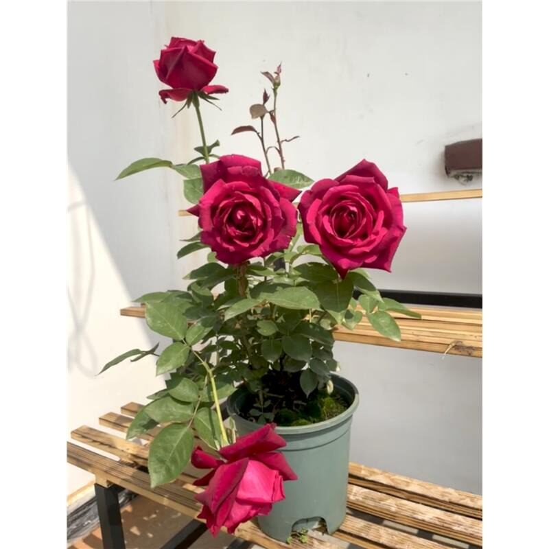 林肯先生月季花中苗盆栽大花浓香切花庭院阳台切花玫瑰复花机器