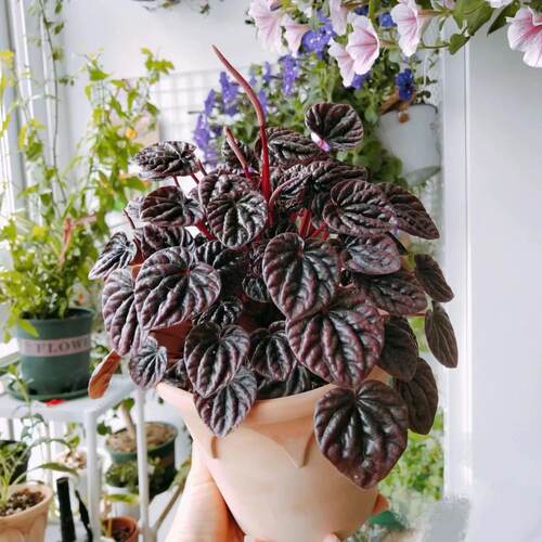 红宝石红美人皱叶椒草盆栽绿植物玉美人室内耐阴红叶植物新款花卉
