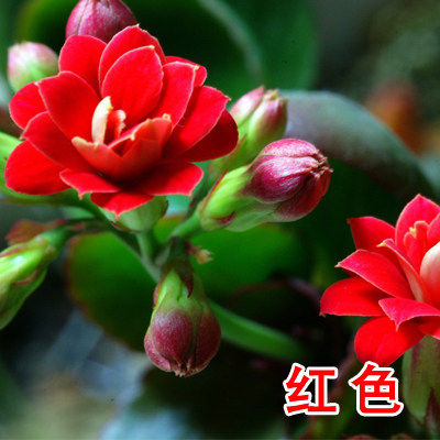 室内办公室长寿花四季开花