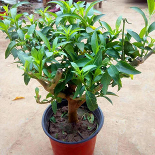 夜来香盆栽浓香四季室内庭院观花植物驱蚊净化空气香草绿植花卉