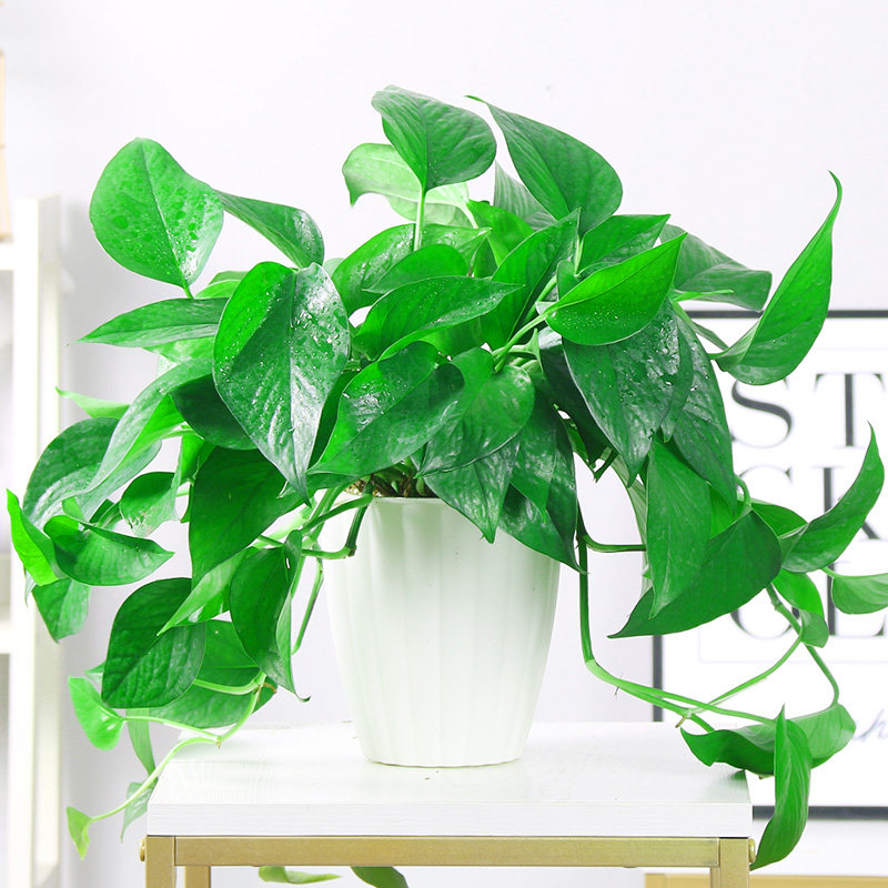 绿萝水培吊兰室内花卉大绿箩桌面小盆栽绿植物绿罗花包邮