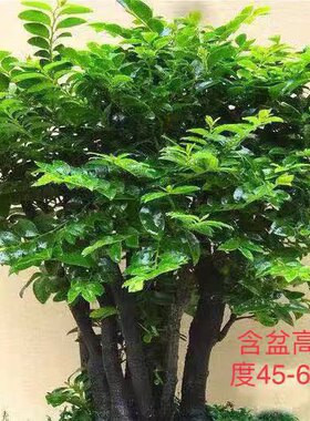 小叶紫檀盆景老桩栽树苗熟