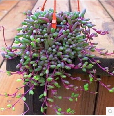 绿植紫玄月多肉佛珠办公室吊兰