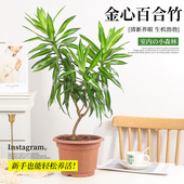 金心百合竹苗盆栽室内花卉阳台绿植水培植物好养带根客厅耐寒耐晒