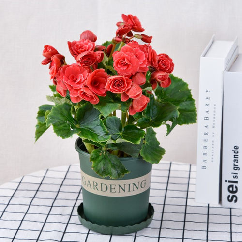 重瓣海棠花盆栽植物阳台办公室内