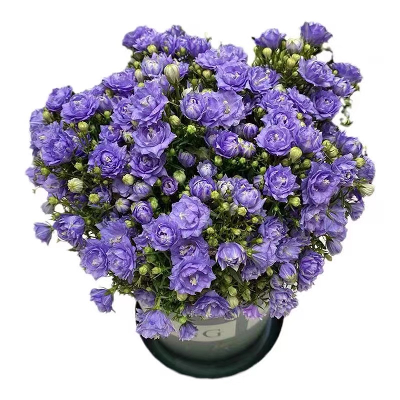 丹麦风铃草花盆栽重瓣室内花卉梦露花苗植物阳台桌面四季好养蓝花