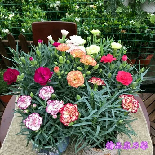 康乃馨花卉盆栽带花苞大苗室内