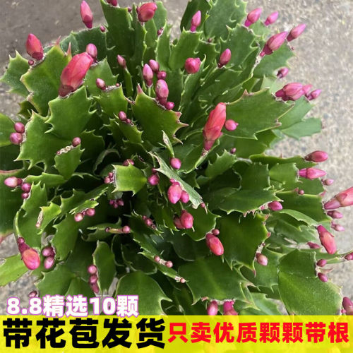 带花苞盆栽蟹爪兰多色