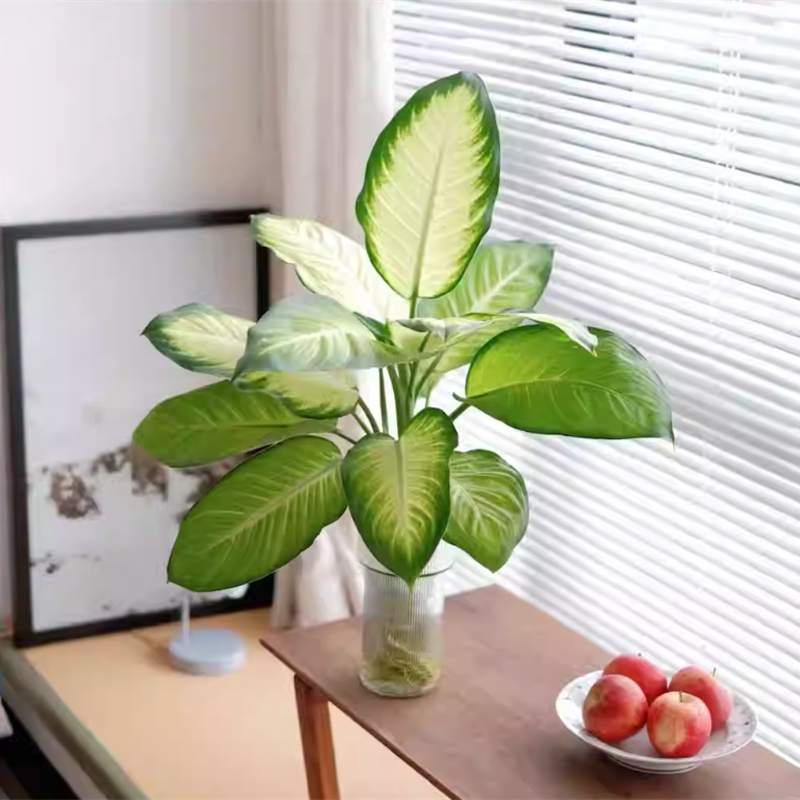 自然萃水培万年青盆栽