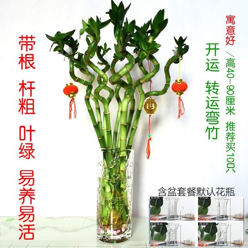 带根幸运弯竹常青开运竹子转运竹