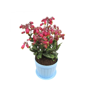 四季开花长寿花苗盆栽花卉倒挂金钟重瓣大红提灯室内阳台绿植盆栽