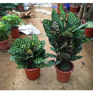 孔雀竹芋室内绿植花卉盆栽孔雀竹芋家居桌面小盆栽观叶植物包邮