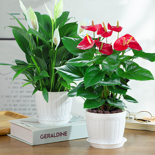 红掌盆栽植物花卉大水绿植火鹤